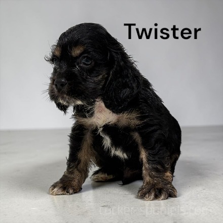 puppy, for, sale, Cocker Spaniel, Joe & Cherri  Overlease, dog, breeder, Miller, MO, dog-breeder, puppy-for-sale, forsale, nearby, find, puppyfind, locator, puppylocator, aca